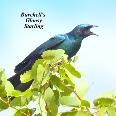 Burchell's Gloosy Starling